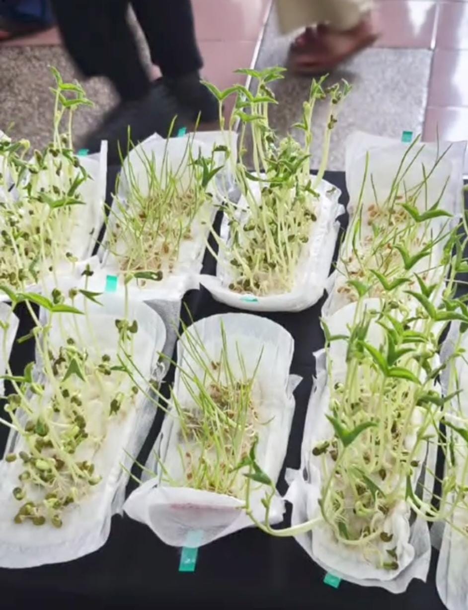 Viral! Tanaman Tauge Tumbuh di Media Tanam Pembalut di Stan Pasar Seni ITB 2025